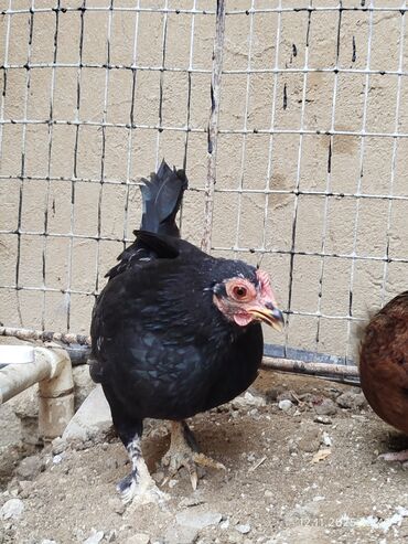 Toyuqlar: Toyuq, Damazlıq, Ünvandan götürmə — 5