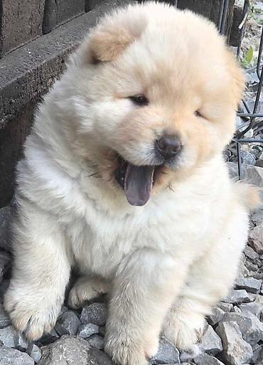 zuti psi: Chow chow prelepi krem stenci, ostenjeni 31.05.2026 .god. odlicne — 10
