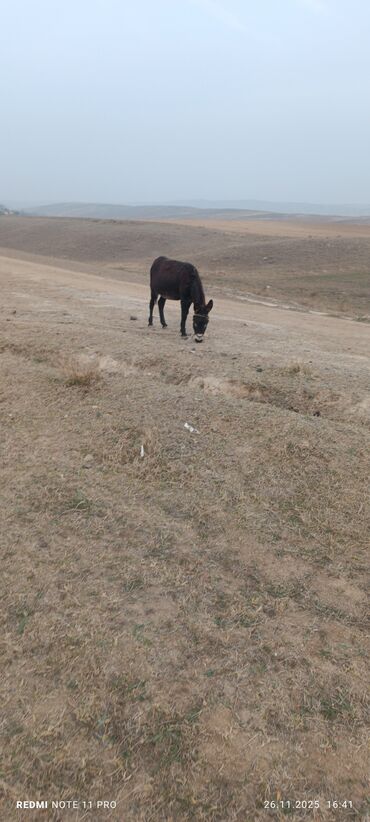 Eşşəklər: Məhsul: Qoyun Eşşəyi dişi boğaz 077-409-41-42 Bəhman qiymət 100₼ — 10