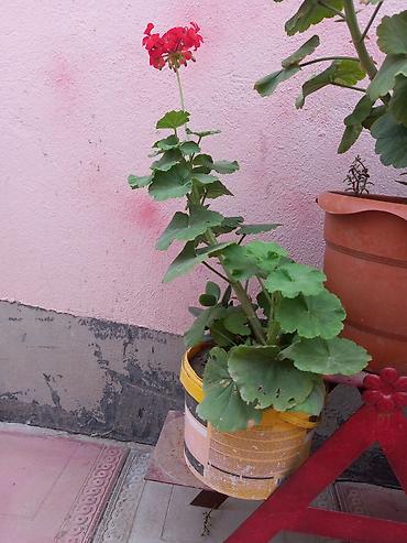 Çöl bitkiləri: Pelargonium (qızılqol) saksı gülləri və sukkulent - Növ: Pelargonium — 3