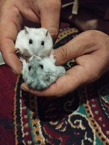 Dwarf hamster cütlüyü - Növ: xırda cins (cütdə), yumşaq tüklü, qara