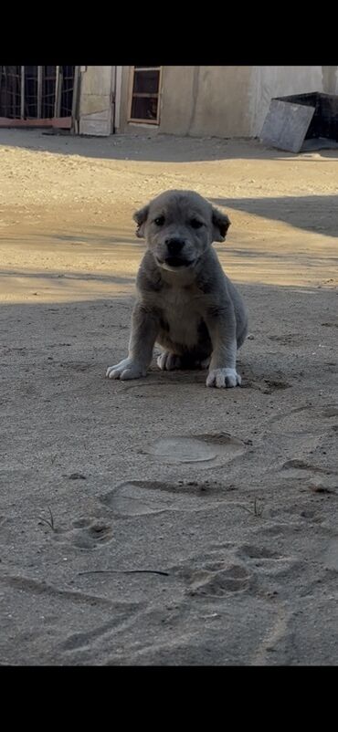 большая клетка для кролика: 1 месяц, Самец