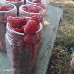 опрыскиватель аккумуляторный в бишкеке цена: Саженцы малина сорт Атлант маравела.паланес.вайалет.мапема аронжовая