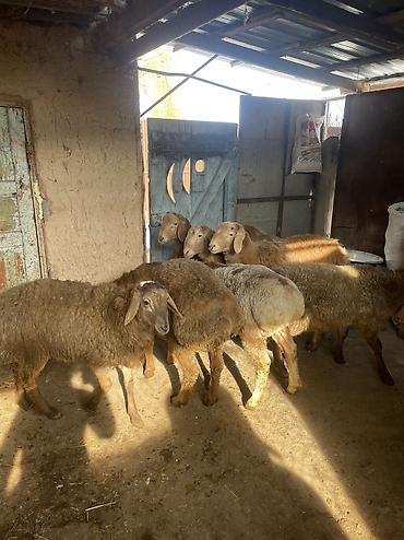 Баран, овца: Продаю | Ягненок, Баран (самец) — 2