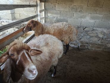 Qoyunlar, qoçlar: Qoyunlar – yerli cins, 2 baş Xüsusiyyətlər: - Rəng: qırmızı-qonur