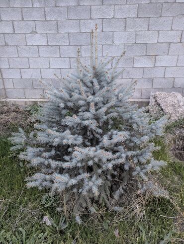 искусственные растение: Продаются голубые ели можно купить с доставкой и самовывоз самовыкоп
