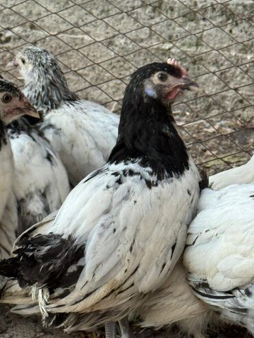 на ферме есть куры козлы и коровы: Сатам | Тооктор, Короздор, Балапандар