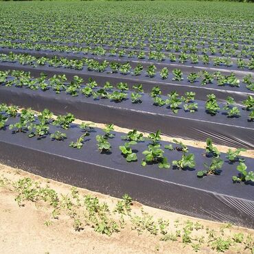 Пленка и бумага: Тип пленки — 8