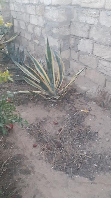 palm: Aqava və palma bitkiləri - Aqava americana (yaşıl-zolaqlı və mavi-boz — 3