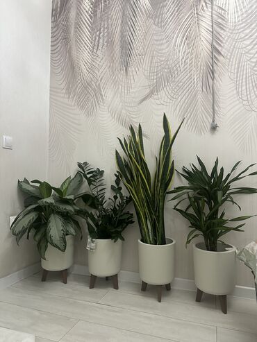 Другие комнатные растения: Комнатные цветы at lalafo.kg — 30 Другие комнатные растения: Комнатные цветы — 30