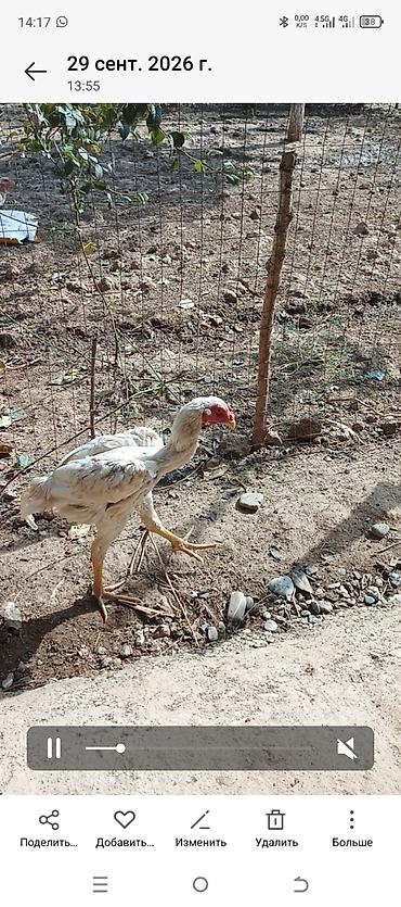 Продам с/х животных: Продаю | Петух | Бойцовая | Для разведения — 2