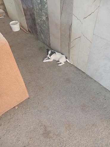 bull terrier satilir: Zvanokdi 2 ayı olmuyub hələ iynəsi vurulub qurd dərmanı attırılıb — 4