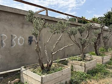 udi hindi bitkisi: Bonsai üslubunda formalaşdırılmış yetkin zeytun ağacları - Növ: Olea — 6