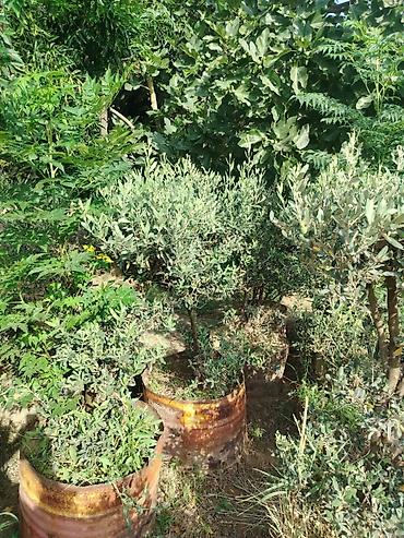 agaclar: Zeytun ağacları – dekorativ formaya salınmış, konteynerdə — 4