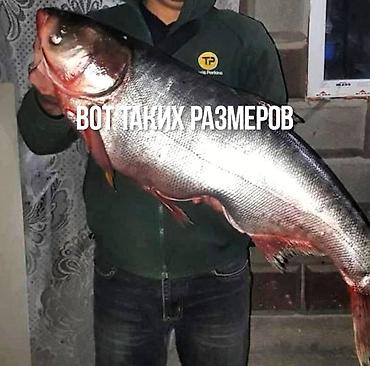 Продажа сельхоз предприятий: Ферма КРС, 17 соток, Частично с оборудованием, Электричество, Скважина, Холодная вода — 9