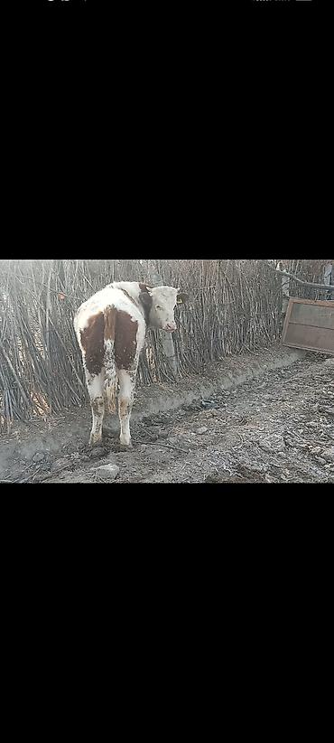 Коровы, быки: Продаю | Бык (самец) | Монбельярд | На откорм | Привязанные — 8