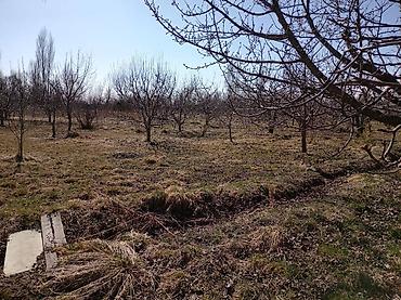 Продажа коттеджей и домов: ПРОДАЁТСЯ ДОМ С УЧАСТКОМ 1 ГЕКТАР В СЕЛЕ Григорьевка (район пристани) — 2