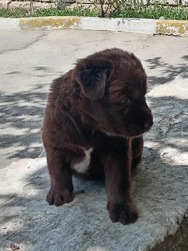 it hekimi bakida: Labrador-retriver, 2 ay, Dişi, Cütləşmə üçün, Ünvandan götürmə