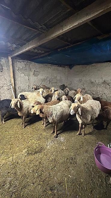 Баран, овца: Продаю | Баран (самец) | Арашан — 1