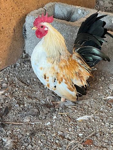 Птицы: Продам карликовых кур бемтамок, Китайский шелк: петушки и курочки — 11