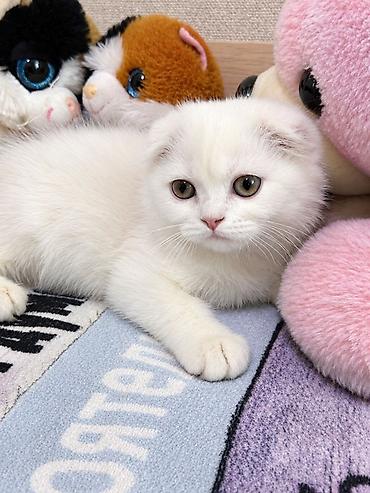 Продажа кошек: Шотландские котята от красивой привозной пары (Россия). Продается — 1