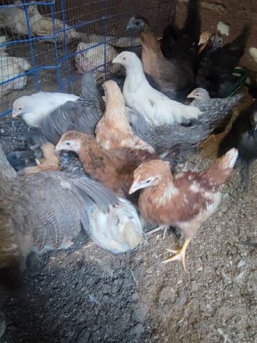 лекарство для животных: Продаю | Цыплята | Домашняя | Несушки