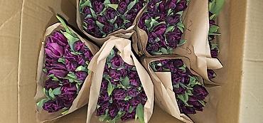 Букеты из живых цветов: Тюльпаны голландские ОПТОМ с луковицей и в розницу с оформлением (не — 9