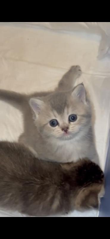 Pişiklər: Şotland, Erkək, Dişi — 2