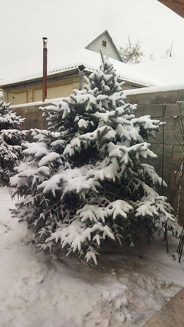 Ель: Ель голубая (Picea pungens), выращенная на участке. Описание: - — 2