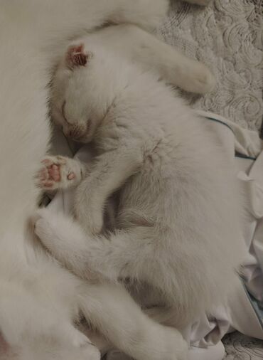 Pişiklər: Şotland yastı qulaq, Dişi, Yaxşı əllərə, Ünvandan götürmə — 3