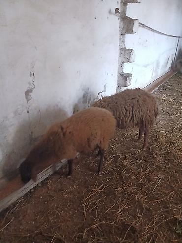 Qoyunlar, qoçlar: Iki baş qala cinsi ekizdilər 11 ayLlqdlLar qiymet birine aiddir.qoc — 14