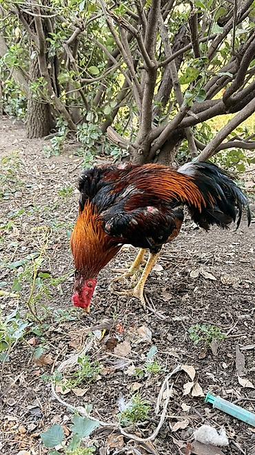 ördək balası və cücə: Xoruz, Heyratı, il: 1, Rayonlara çatdırılma, Ödənişli çatdırılma — 1
