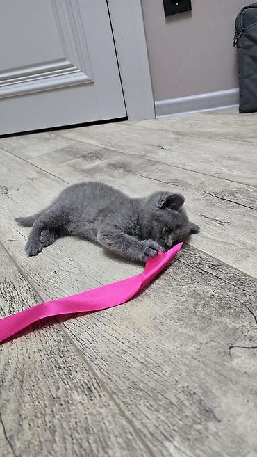 Продажа кошек: Скотиш Фолд (Шотландская вислоухая), 1 месяц, Девочка, Голубой, Приучена к лотку — 4