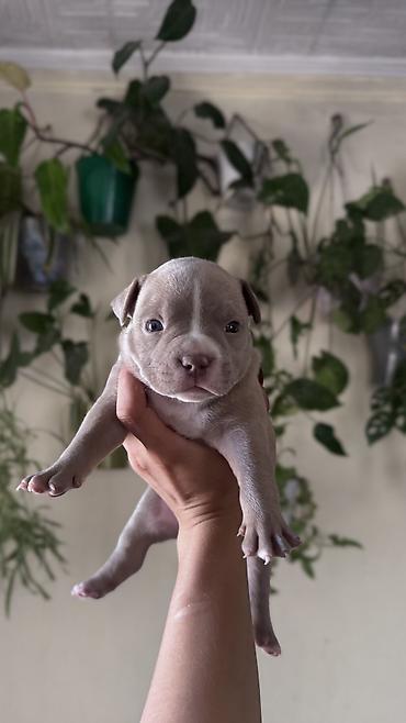 pitbull germany: Американский булли, 1 месяц, Самец, С прививкой, С родословной — 3