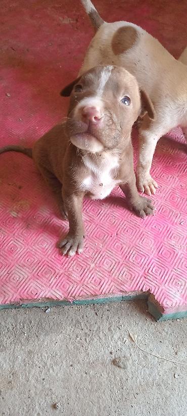 İtlər: Pitbul, Peyvəndli — 8