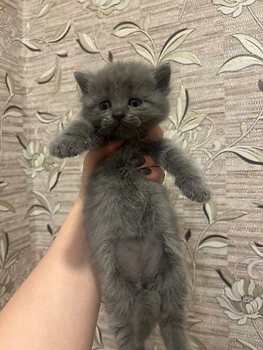 scottish fold satilir: Şotland yastı qulaq — 1