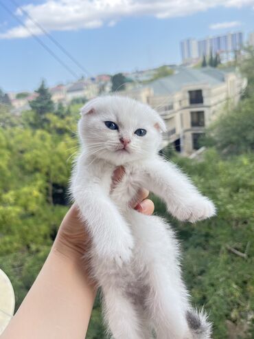 pisik ucun tualet: Şotland yastı qulaq, Erkək