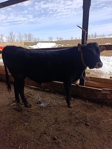 Коровы, быки: Продаю | Бык (самец) | Голштин, Швицкая, Алатауская | На откорм | Привязанные — 5