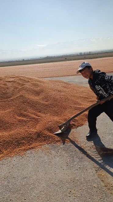 кукуруза скупка: Семена и саженцы Кукуруза, Самовывоз