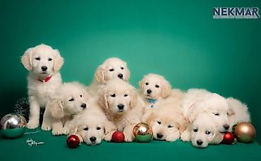 Psi: Dostupni za rezervaciju štenci Zlatnog retrivera, vakcinisani, redovno — 1