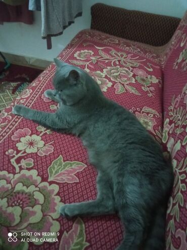 Животные: Продаю кота шатланской породы. Очень спокойный. Кот