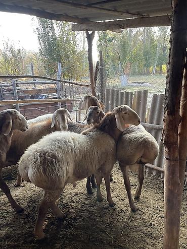 услуги стрижки овец: Продаю | Ягненок, Баран (самец) | Арашан | На забой, Для разведения, Для шерсти — 7