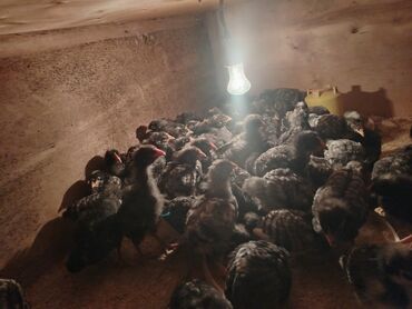 Cücələr: Xarkov cuceleri 25 günlük satiwda — 1