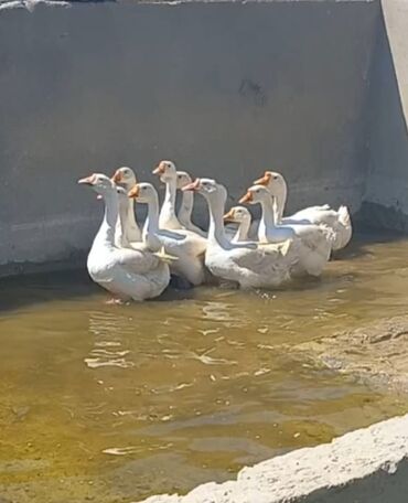 cins göyərçinlər: 11 ədəd təmiz cins Linda qazları satılır.2 erkək,9 dişi