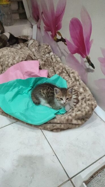 сиямский кот: Девочка, 1,5 месяца, ходит в лоток, без блох и паразитов. Контрактная