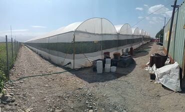 Теплицы: Теплица, предназначенная для выращивания различных — 14