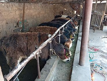 Коровы, быки: Продаю | Бык (самец) | Швицкая, Симментальская | На откорм — 11