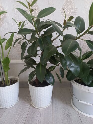 Другие комнатные растения: Молодой саженец лимона, выращенный в домашних условиях. Растение имеет at lalafo.kg — 10 Другие комнатные растения: Молодой саженец лимона, выращенный в домашних условиях. Растение имеет — 10