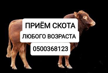 продам друга: Сатып алам | Уйлар, букалар, Жылкылар, аттар, Башка а/ч жаныбарлары | Күнү-түнү, Бардык шартта, Союлган