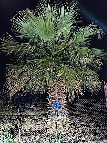 Ağaclar: Məhsul: Dekorativ palma ağacları (Trachycarpus/Vindozaya bənzər yelpik — 8